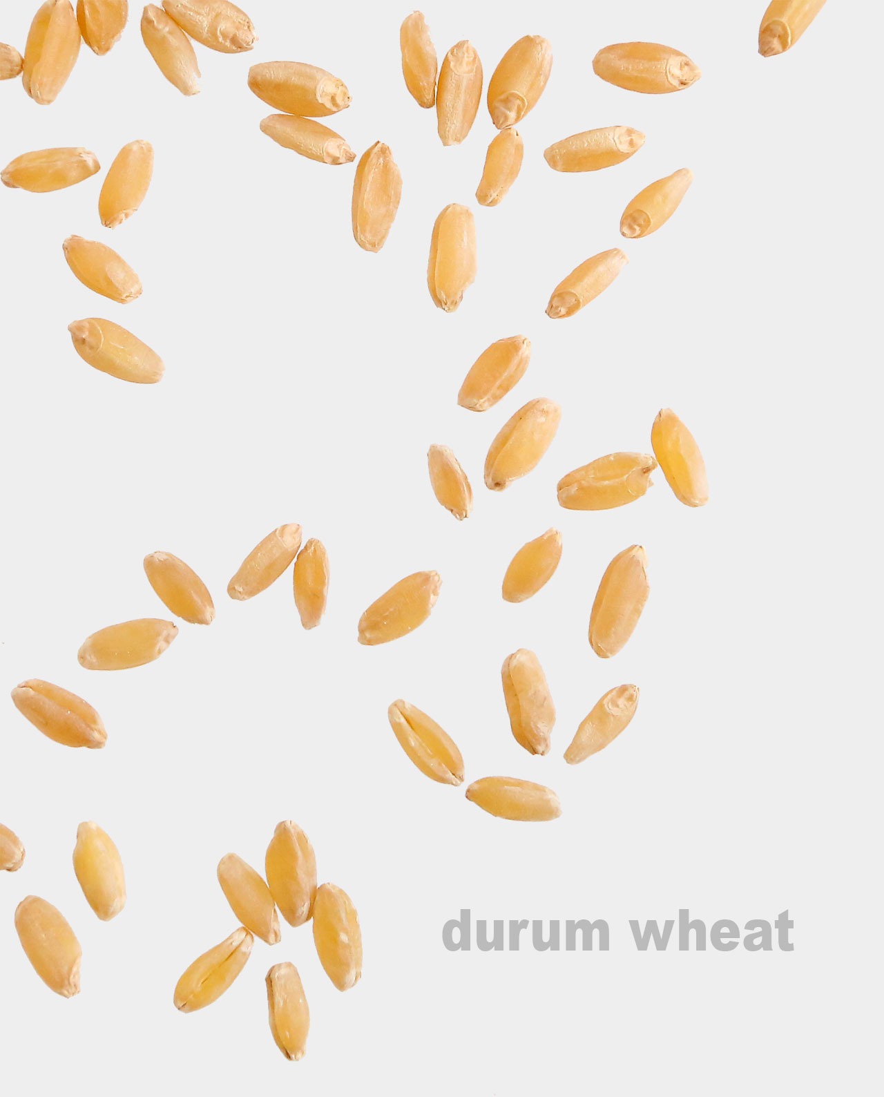 Durum Berries Breadtopia