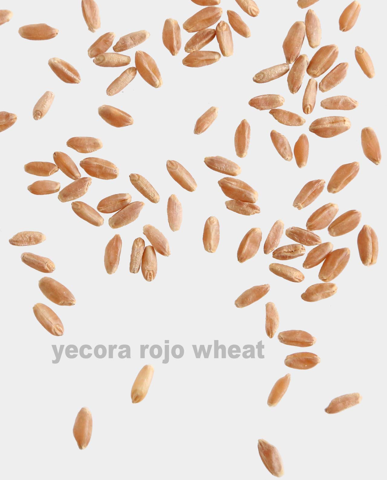 Whole Berries Breadtopia