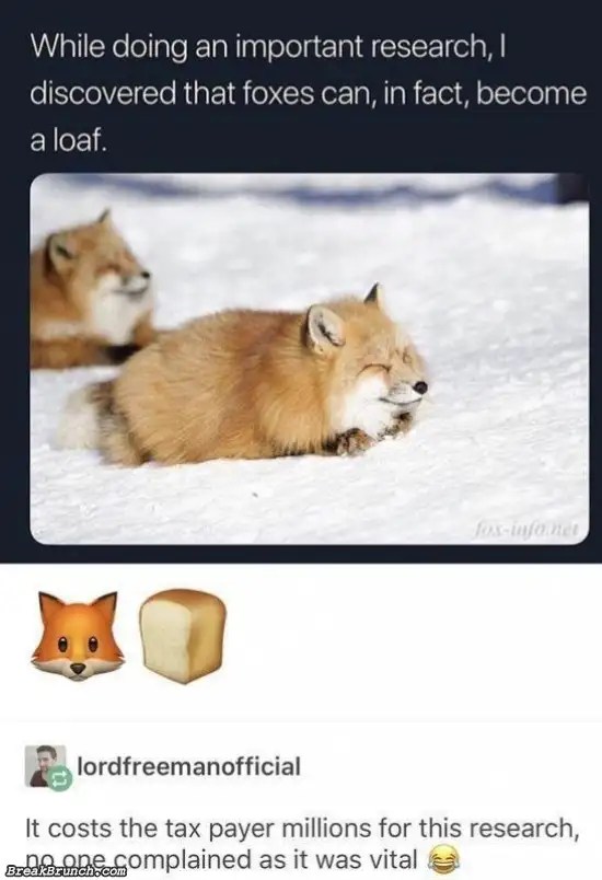 Foxes can a loaf BreakBrunch
