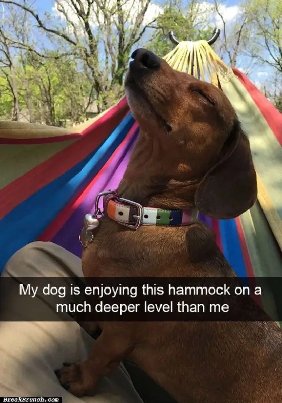 My dog enjoy the hammock - BreakBrunch