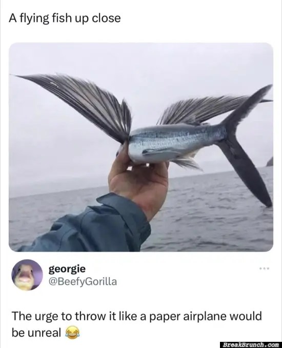 A flying fish up close BreakBrunch