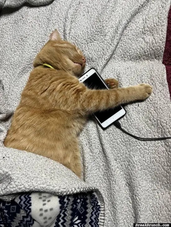 My cat owns everything BreakBrunch