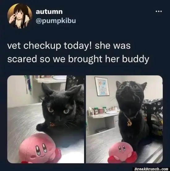 How to calm cat for vet checkup BreakBrunch