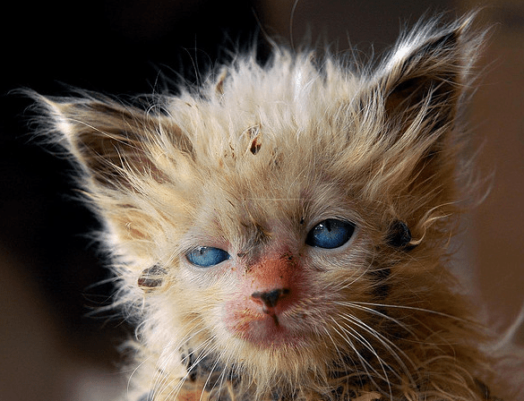 Un chaton abandonné s’est fait un nouvel ami au zoo