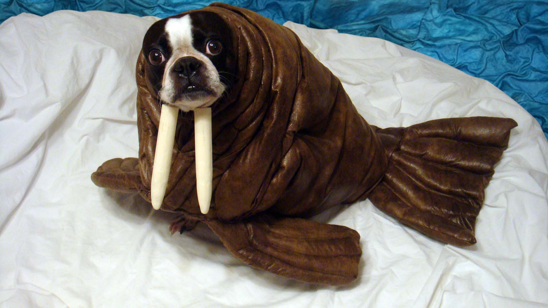 Un chien déguisé en petite fille Breakforbuzz