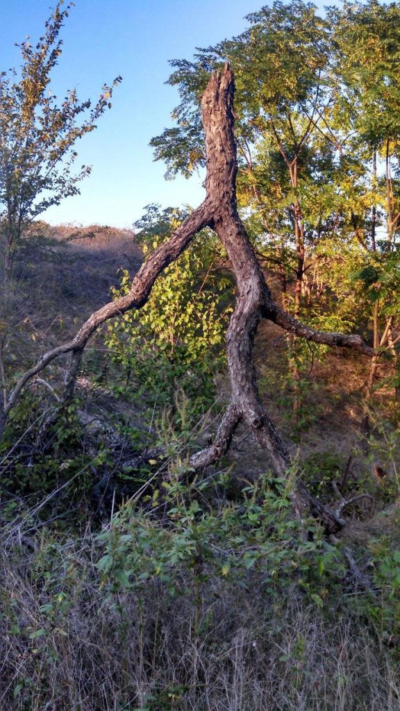 30 arbres qui ressemblent étrangement à d'autres choses Breakforbuzz