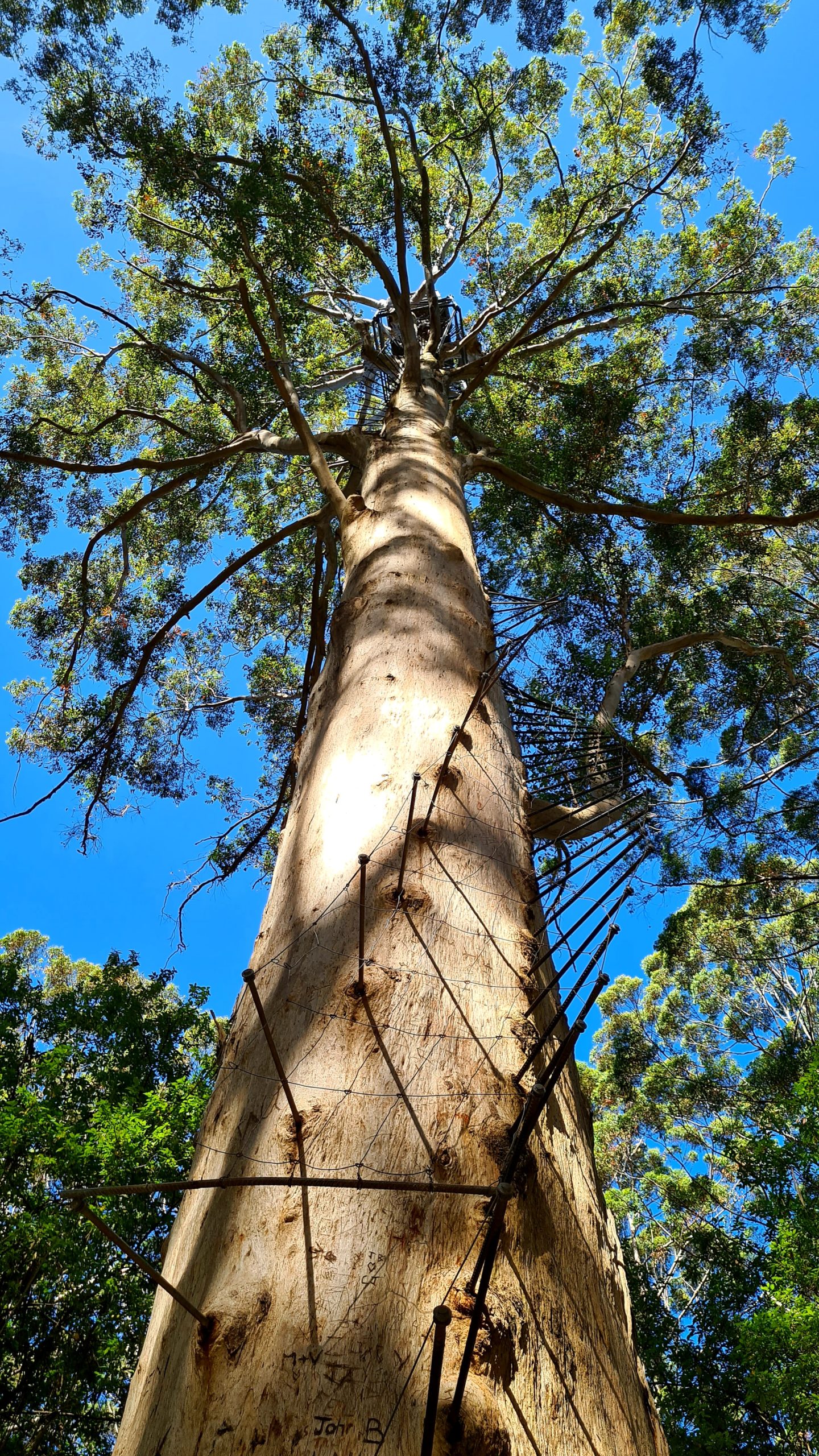 PEMBERTON'S CLIMBING TREES breaking.the.borders