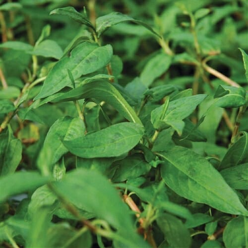 Coriander Vietnamese Breaking Ground Farm & Nursery