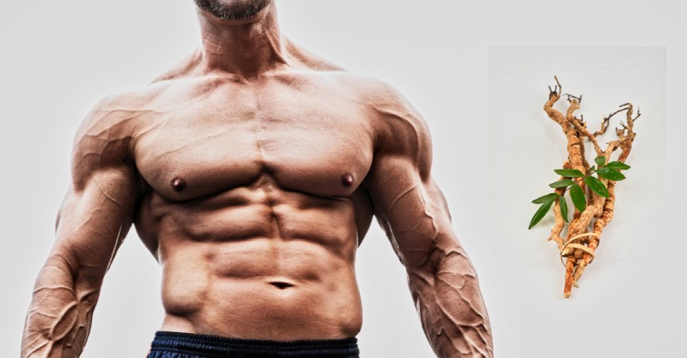 Can Tongkat Ali Boost Your Testosterone? Breaking Muscle