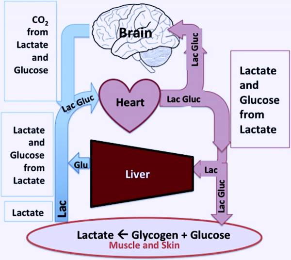 Lactic Acid The Key to Metabolism Breaking Muscle