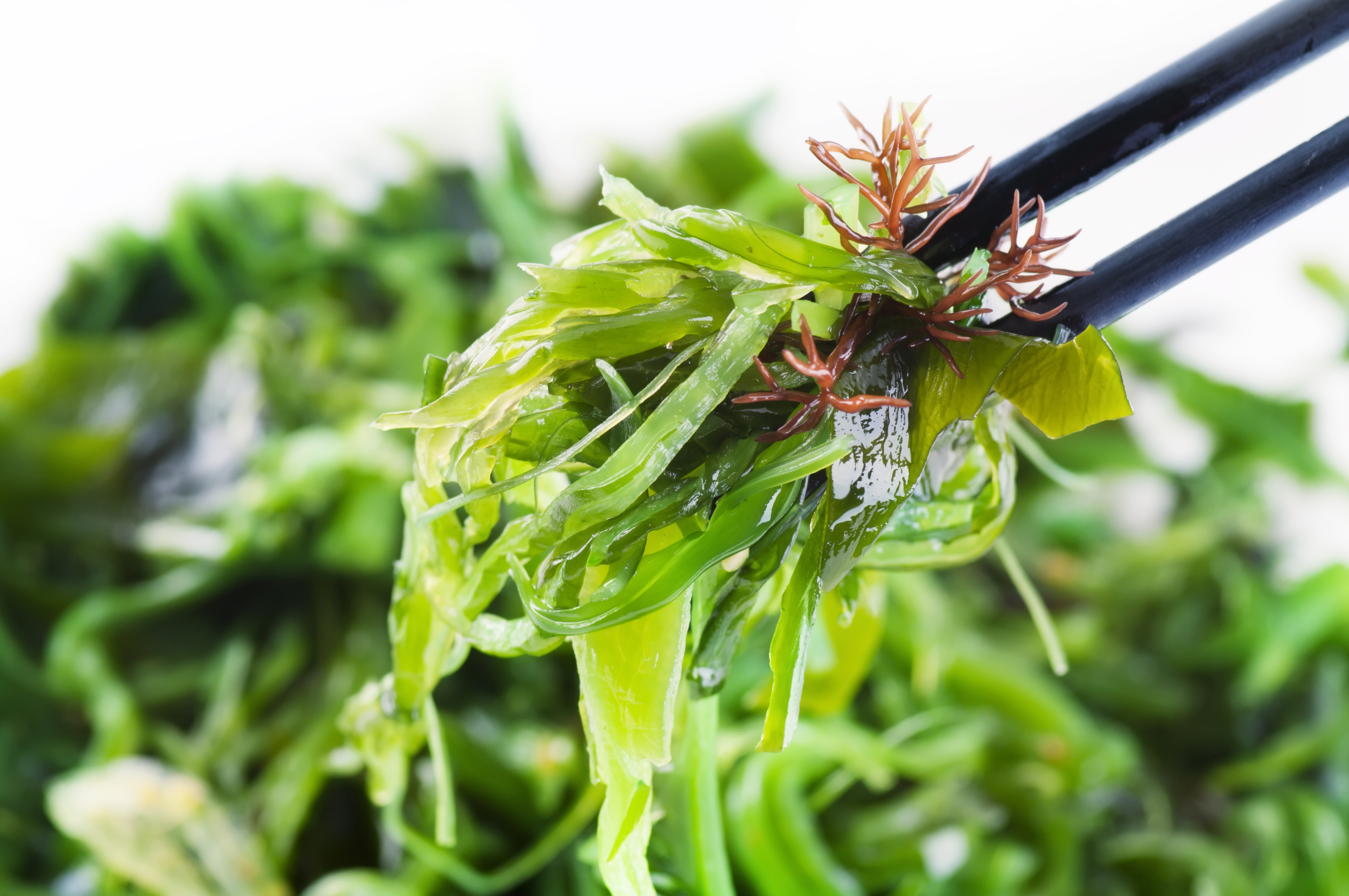 Studies Confirm Seaweed Outperforms Tamoxifen Breast Cancer Conqueror