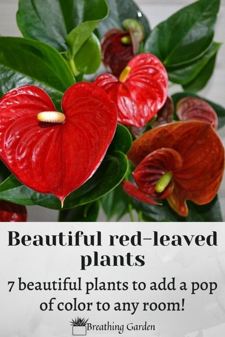 7 Plants With Red Leaves Add A Pop Of Color By Growing These Beauties