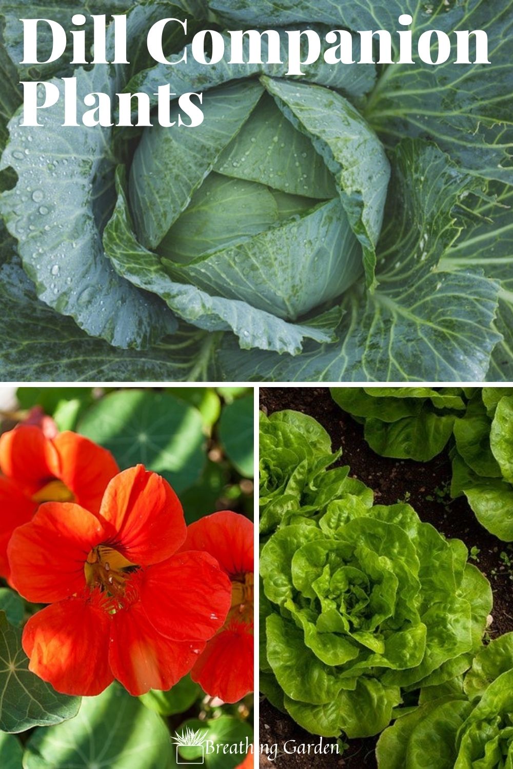 The 6 Best Dill Companion Plants You Need To Grow Breathing Garden