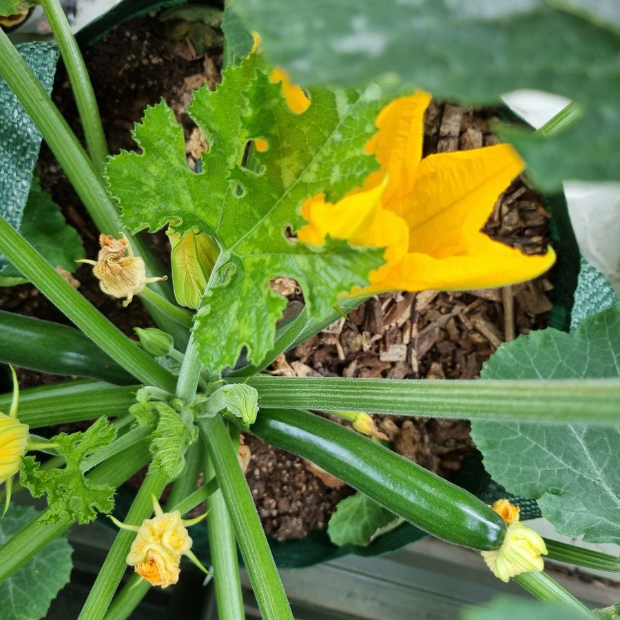 Zucchini Plant