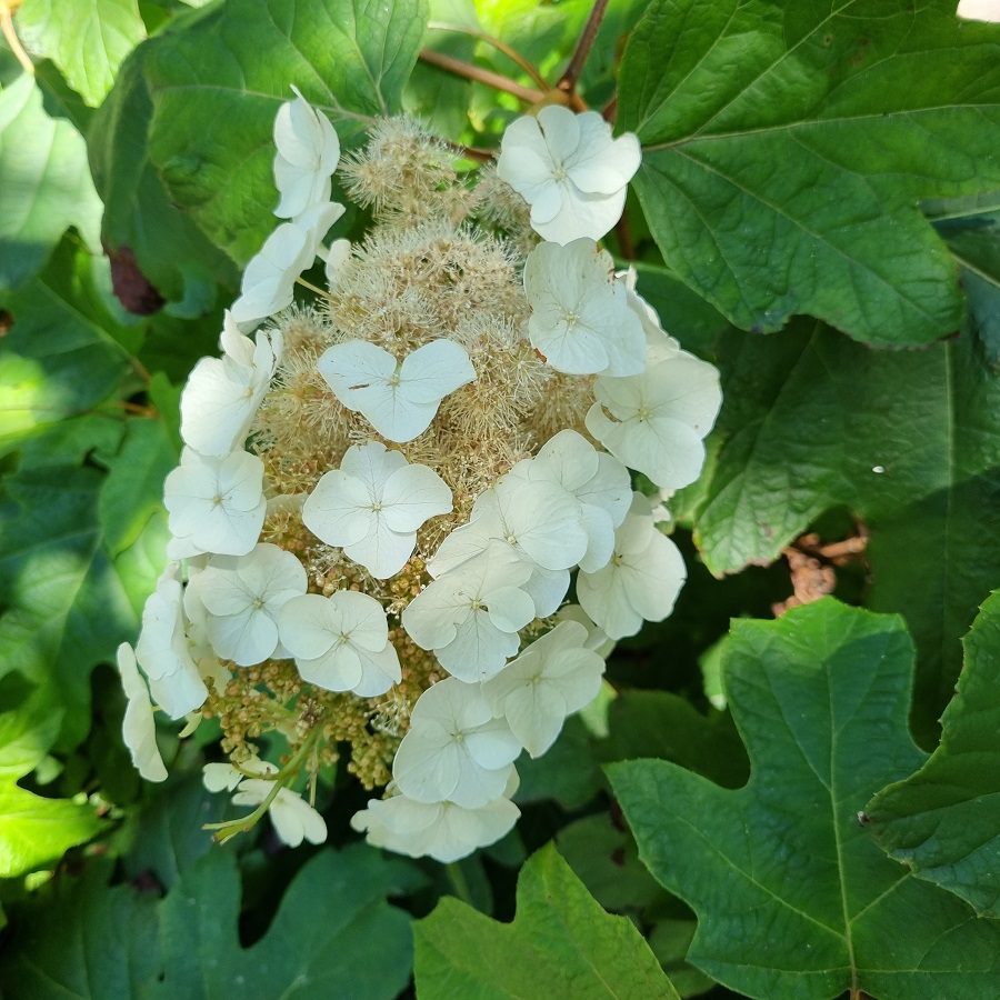 Lacecap Hydrangea What Makes This Hydrangea Special And How To Care