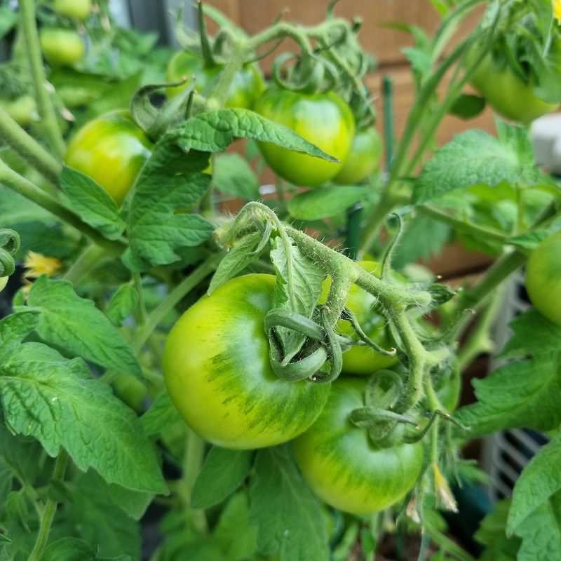 Do You Know When To Pick Tomatoes? 3 Tips To Pick The Ripest Tomatoes