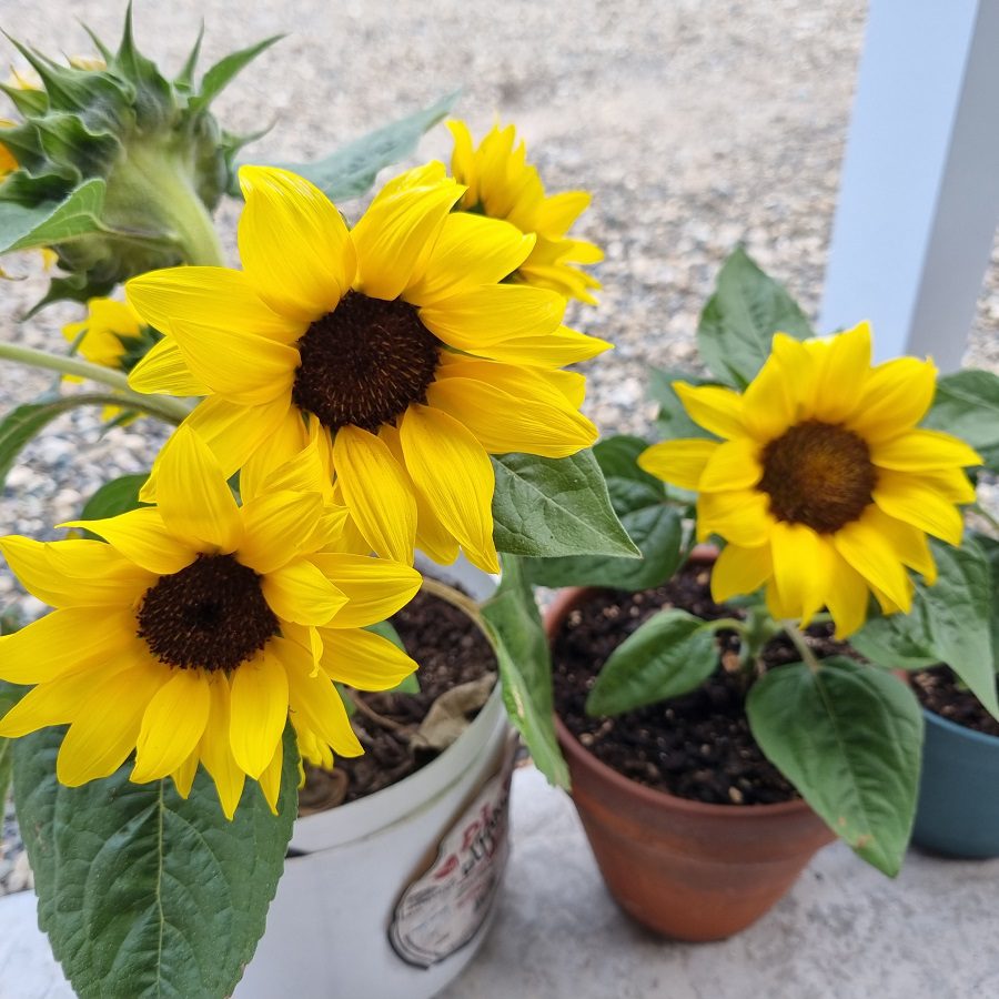 Do Deer Eat Sunflowers? Make Sure To Plan Your Garden Accordingly