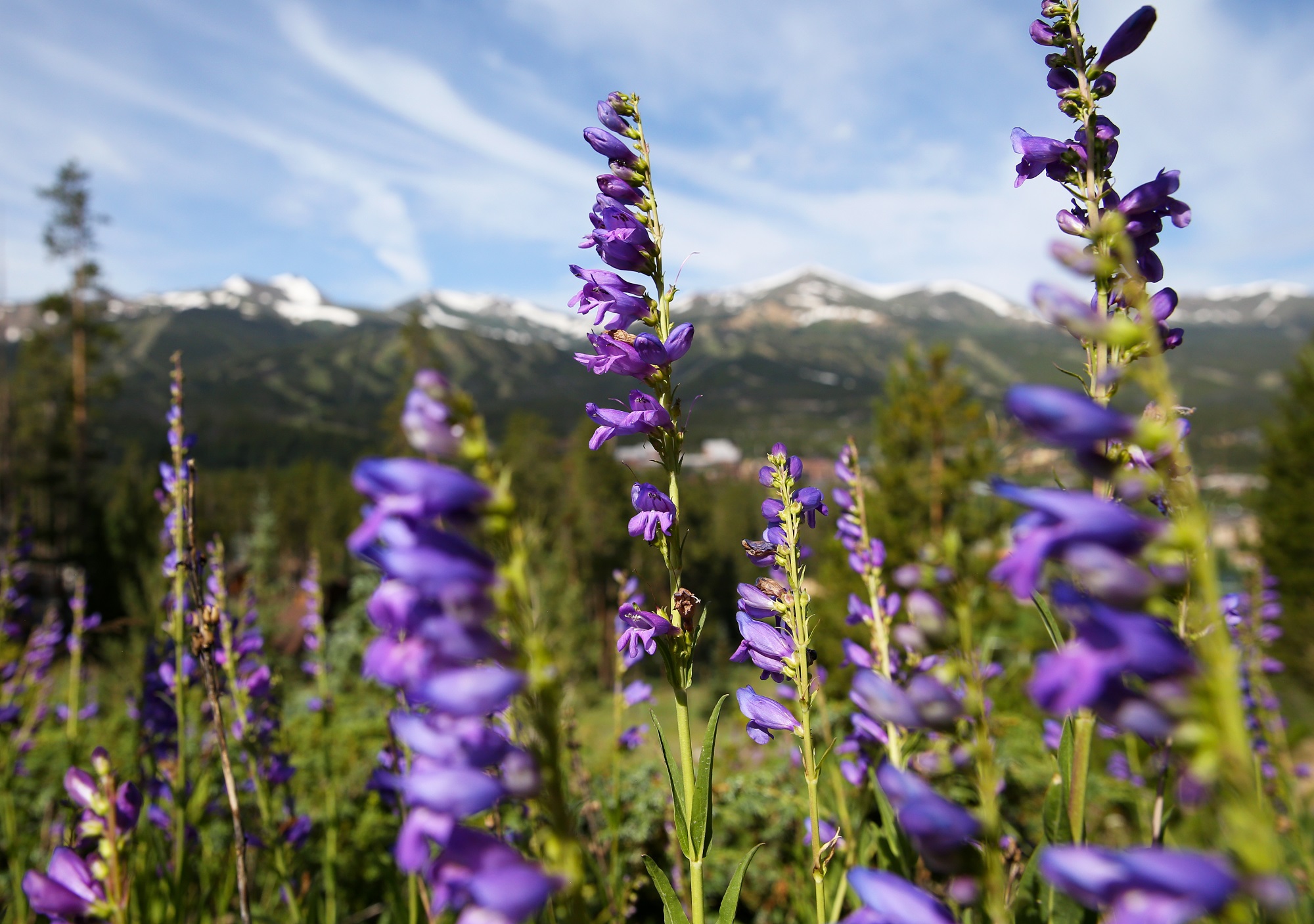 Guide to Wildflowers in Breckenridge Breckenridge, Colorado