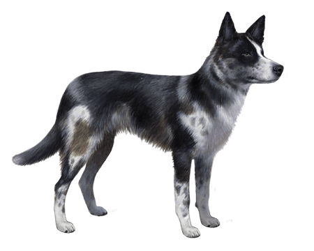 Australian Koolie Facts - Wisdom Panel™ Dog Breeds