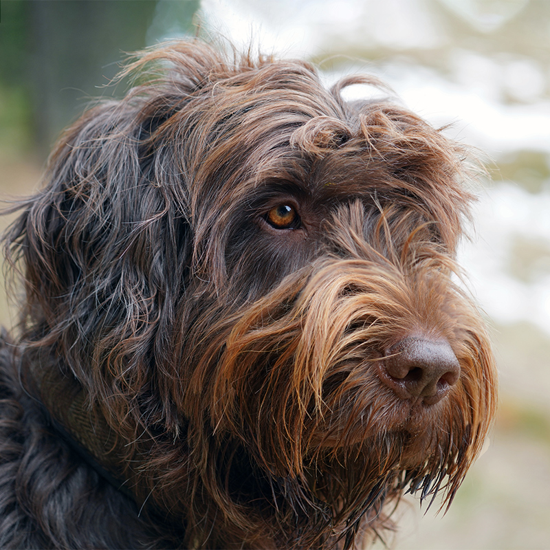 Pudelpointer Facts Wisdom Panel™ Dog Breeds