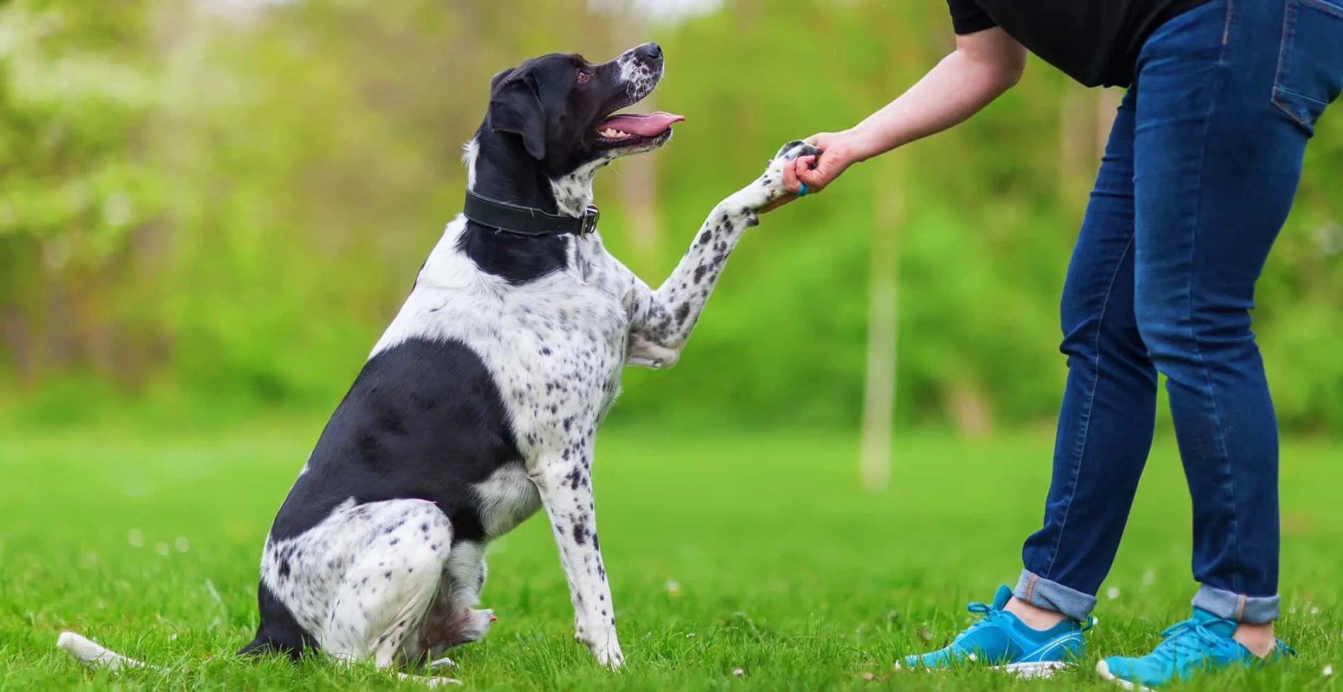The Ultimate Dog Training Guide for New Owners Breed Advisor