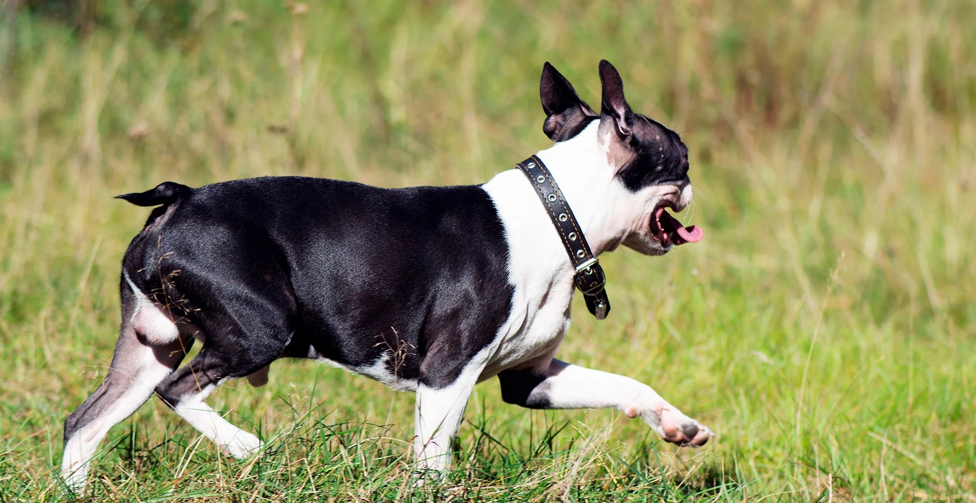 Boston Terrier Dog Breed Information Breed Advisor