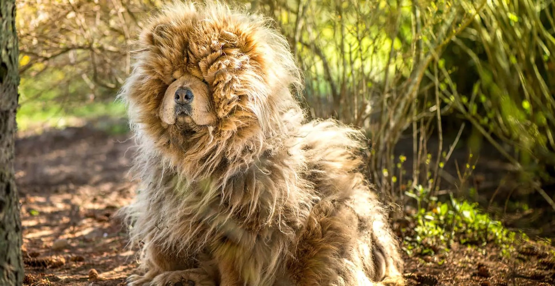 Chow Chow Dog Breed Information Breed Advisor