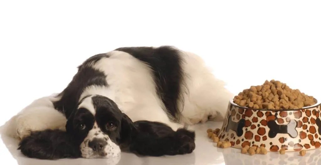 Cocker Spaniel Guide (Lifespan, Size & Characteristics)