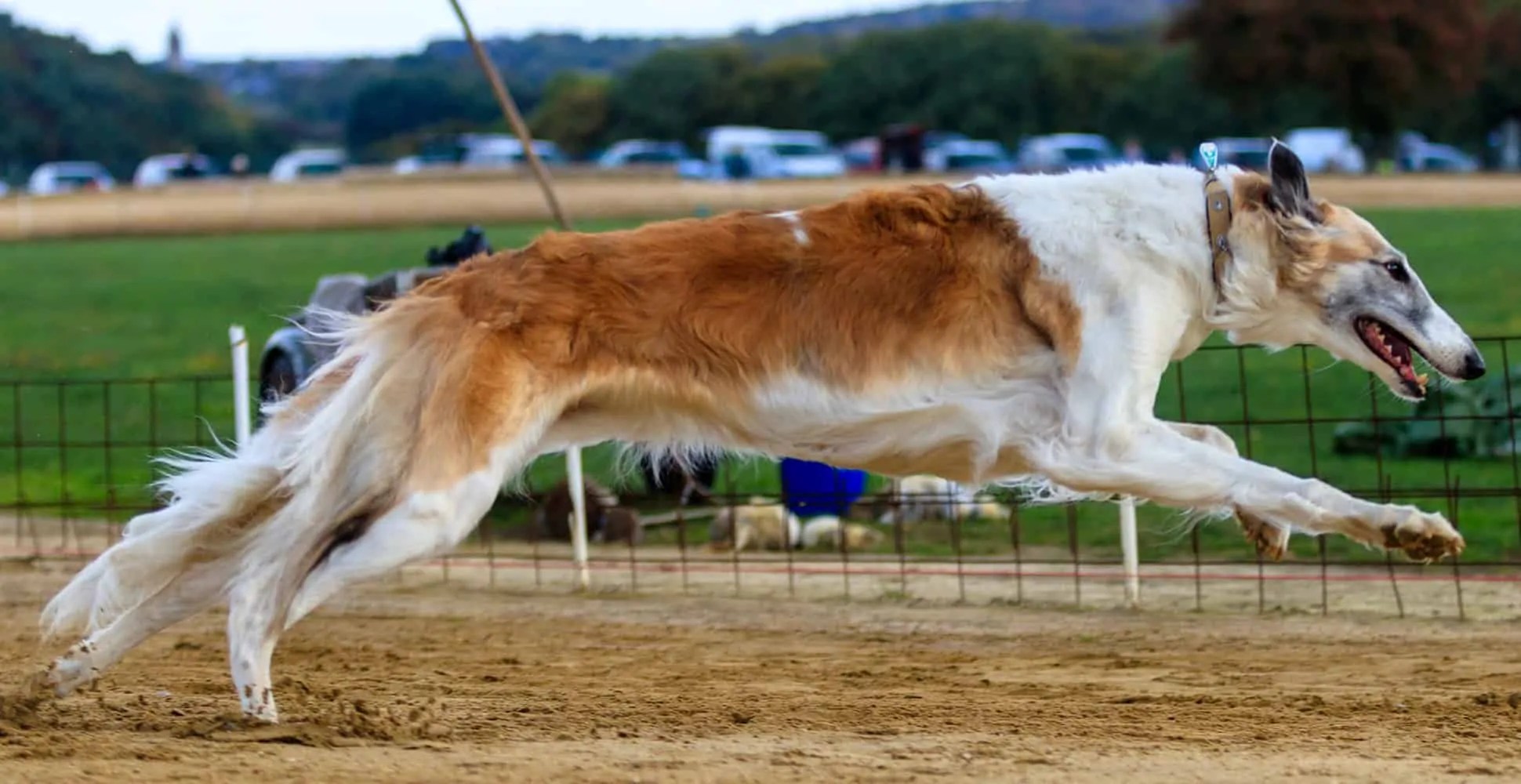 Greyhound Breed Guide (Lifespan, Size & Characteristics)