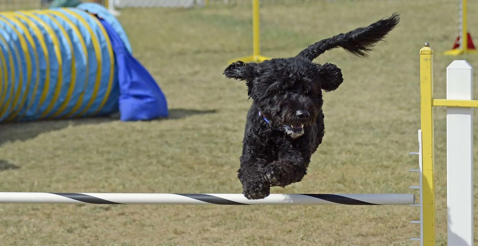 Portuguese Water Dog Breed Information Breed Advisor