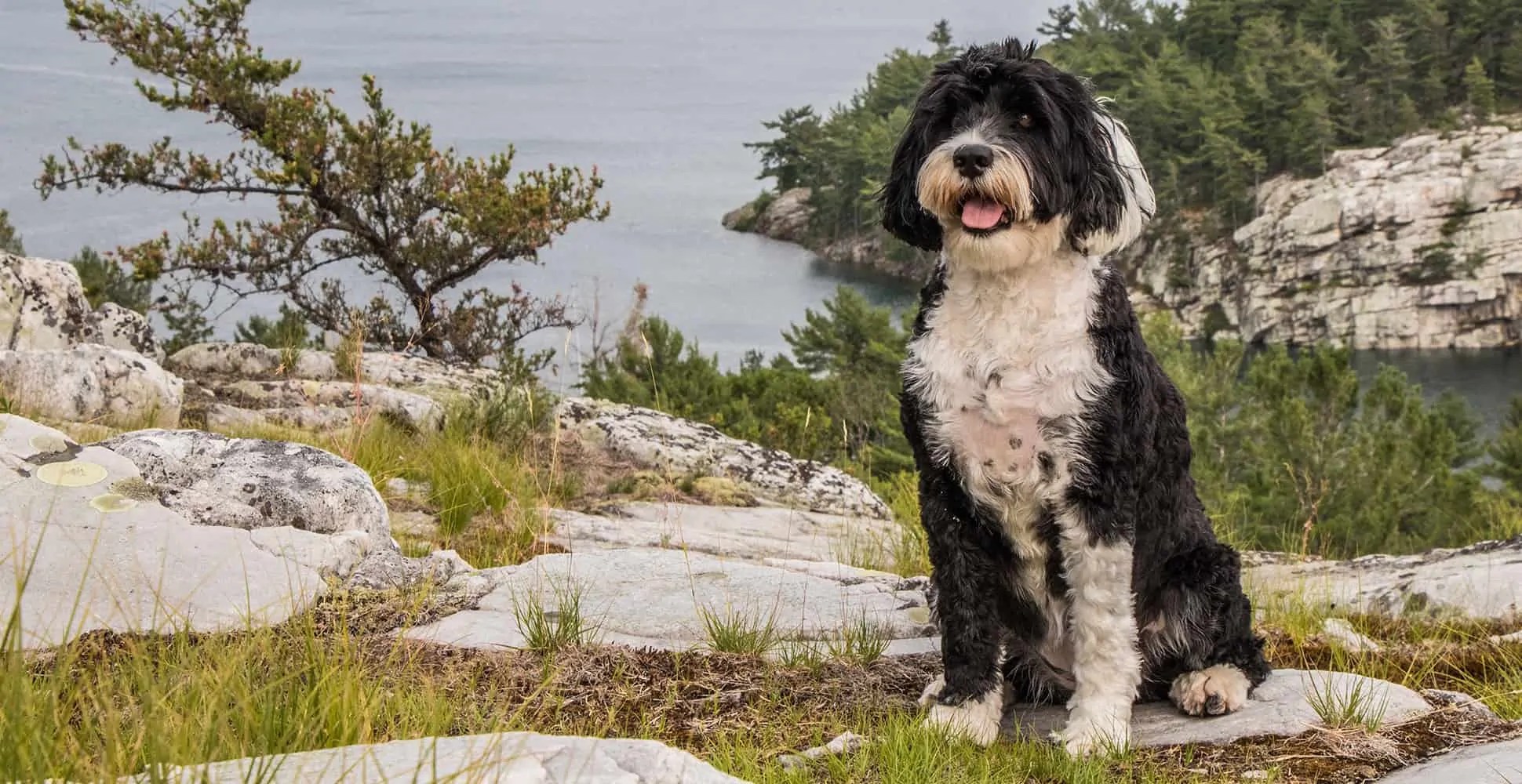 Portuguese Water Dog Breed Information Breed Advisor
