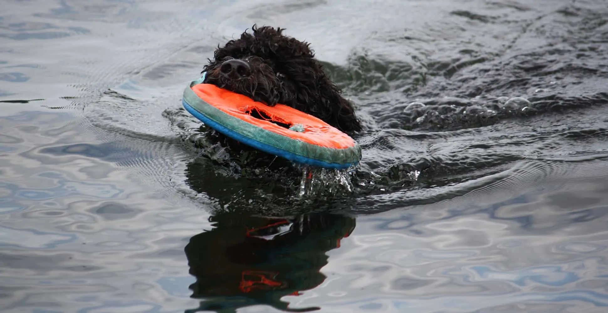 Portuguese Water Dog Breed Information Breed Advisor