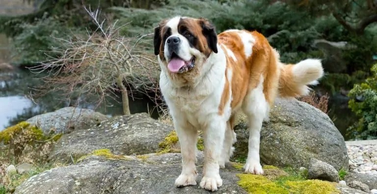 Saint Bernard Dog Breed Information The Ultimate Guide Breed Advisor