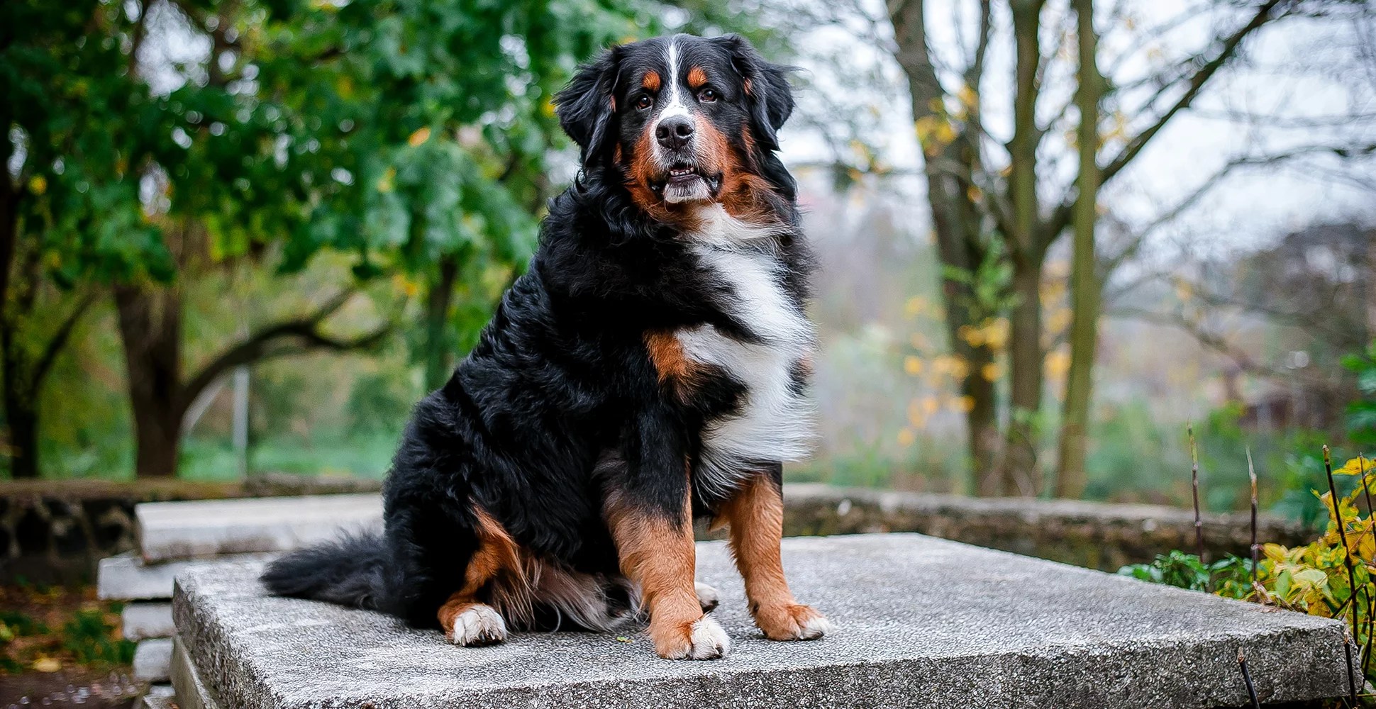 Bernese Mountain Dog Guide (Size & Breed Characteristics)