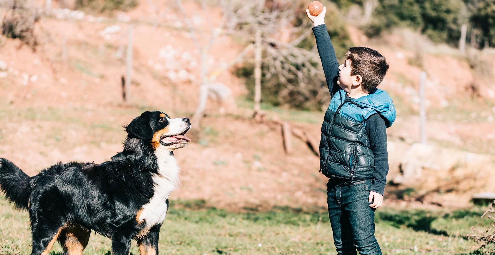 Bernese Mountain Dog Dog Breed Information Breed Advisor