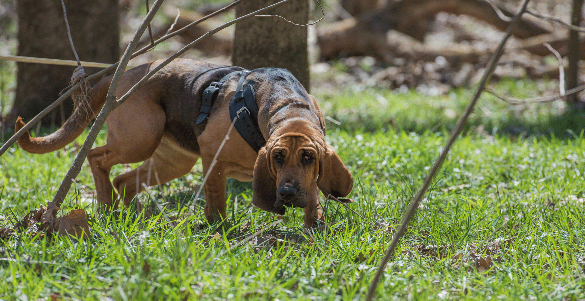 Bloodhound Breed Guide (Lifespan, Size & Characteristics)