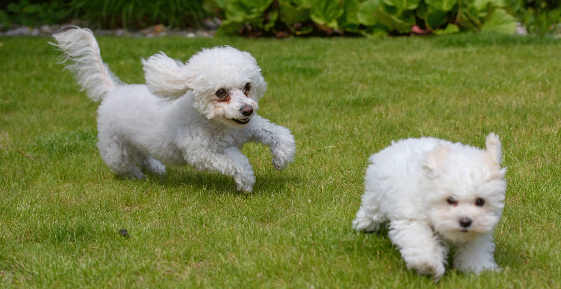 Bolognese Dog Breed Guide (Lifespan, Size & Characteristics)