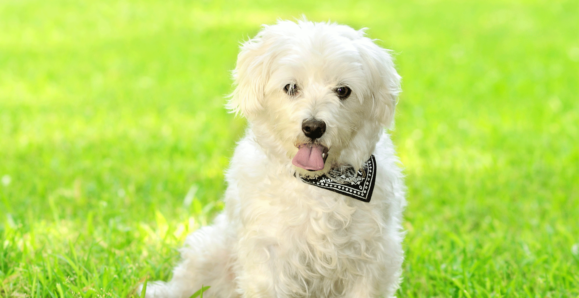 Bolognese Dog Breed Guide (Lifespan, Size & Characteristics)