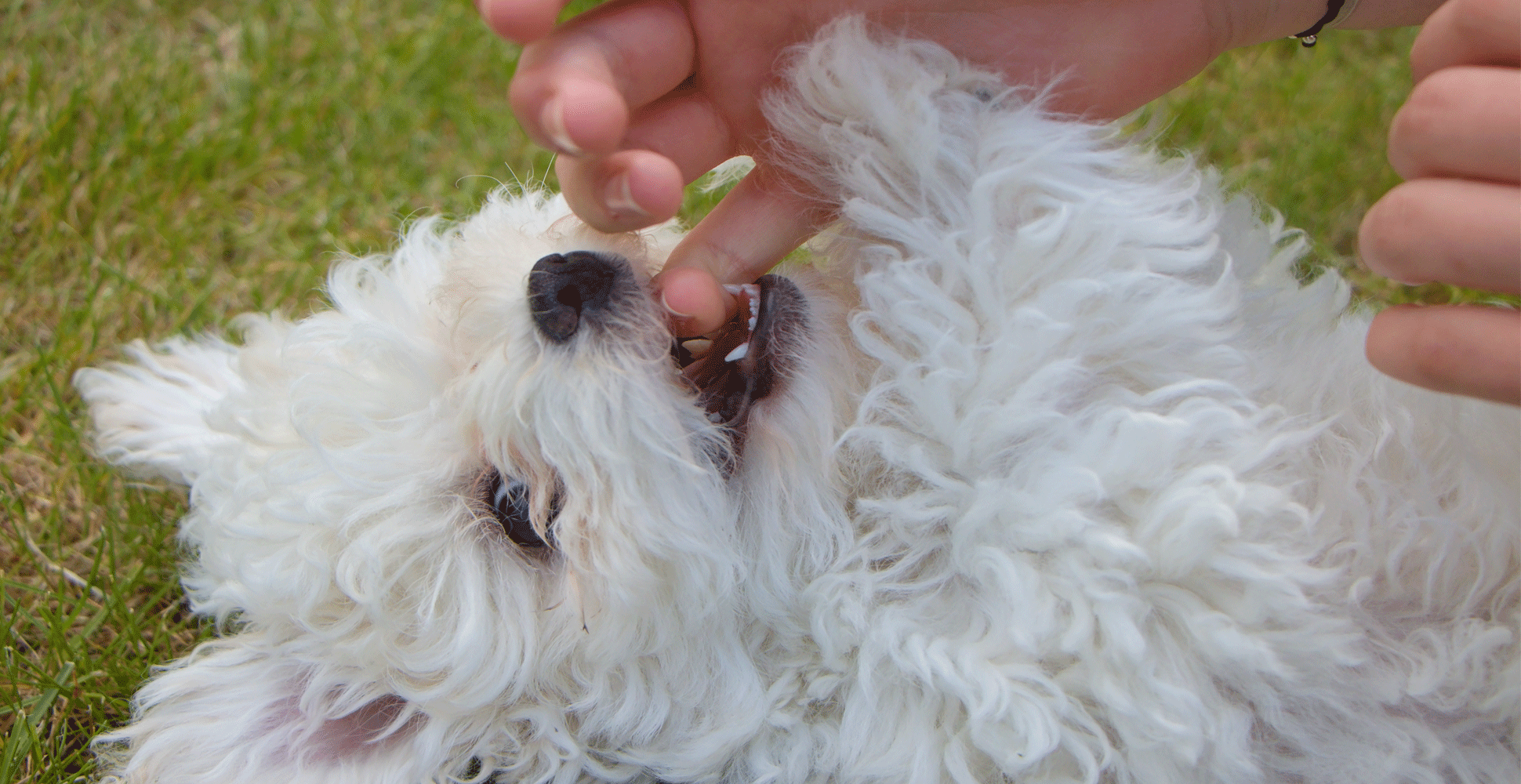 Bolognese Dog Breed Guide (Lifespan, Size & Characteristics)