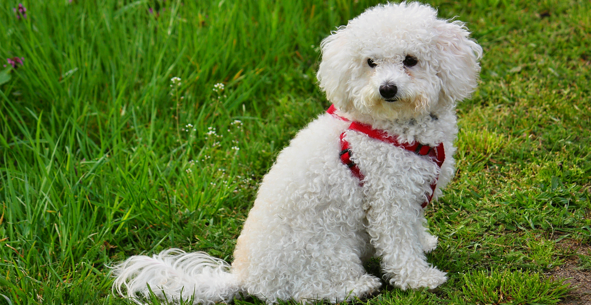 Bolognese Dog Breed Guide (Lifespan, Size & Characteristics)