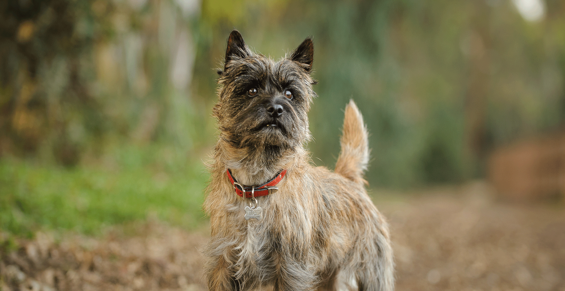 Cairn Terrier Breed Guide (Lifespan, Size & Characteristics)