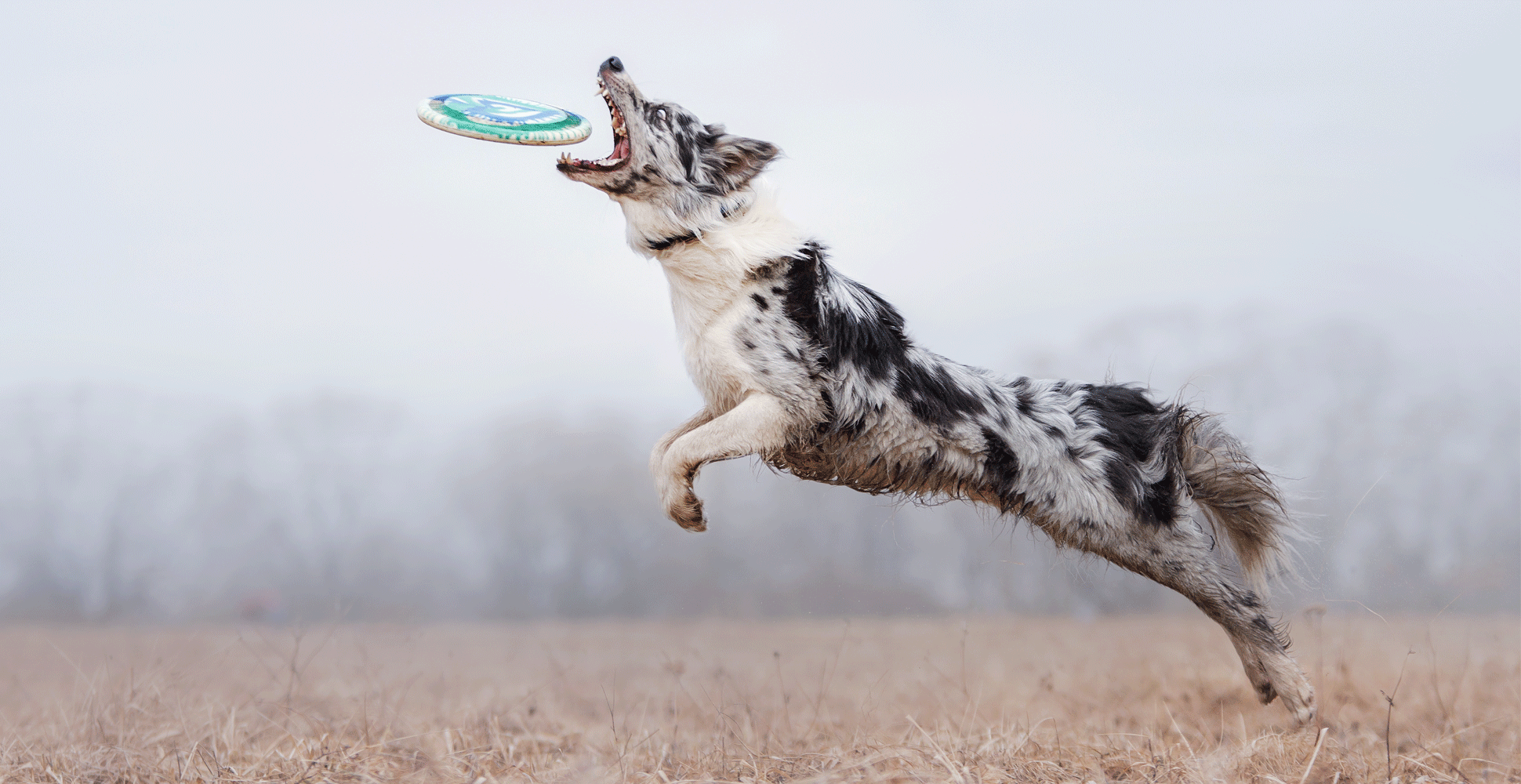 Australian Shepherd Dog Breed Information Breed Advisor