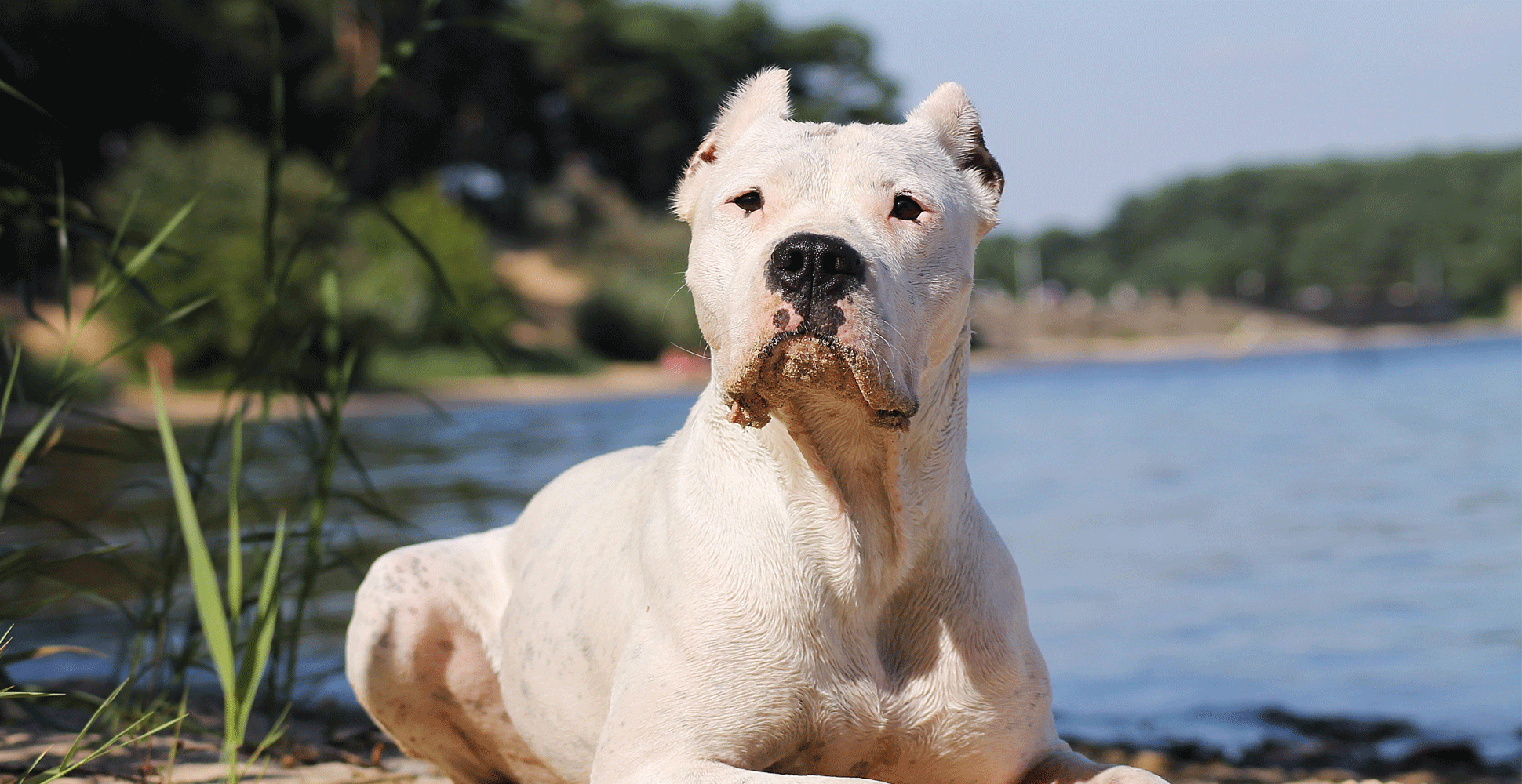 Dogo Argentino Life Expectancy Bulldog Lover
