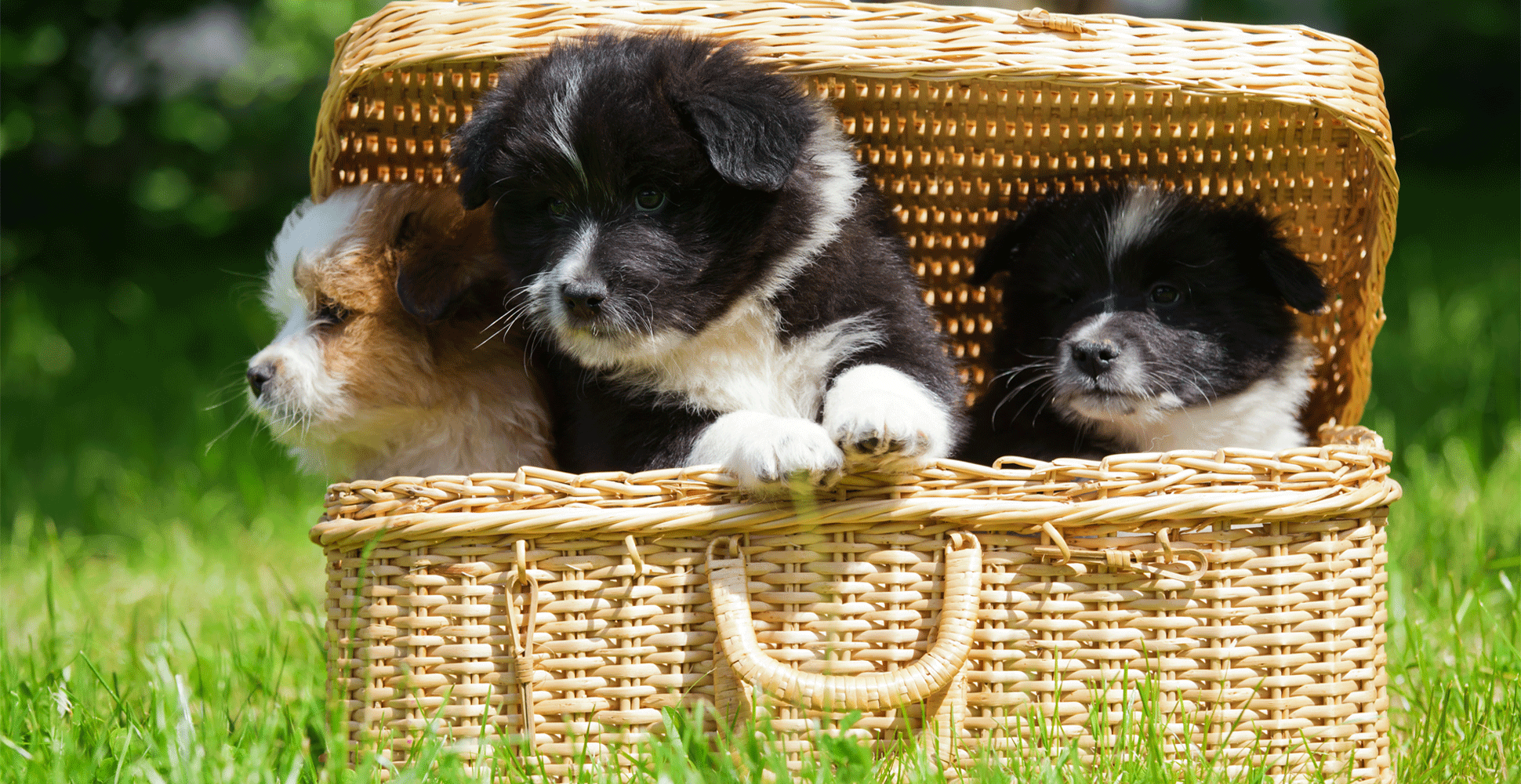 Elo Dog Breed Information Breed Advisor