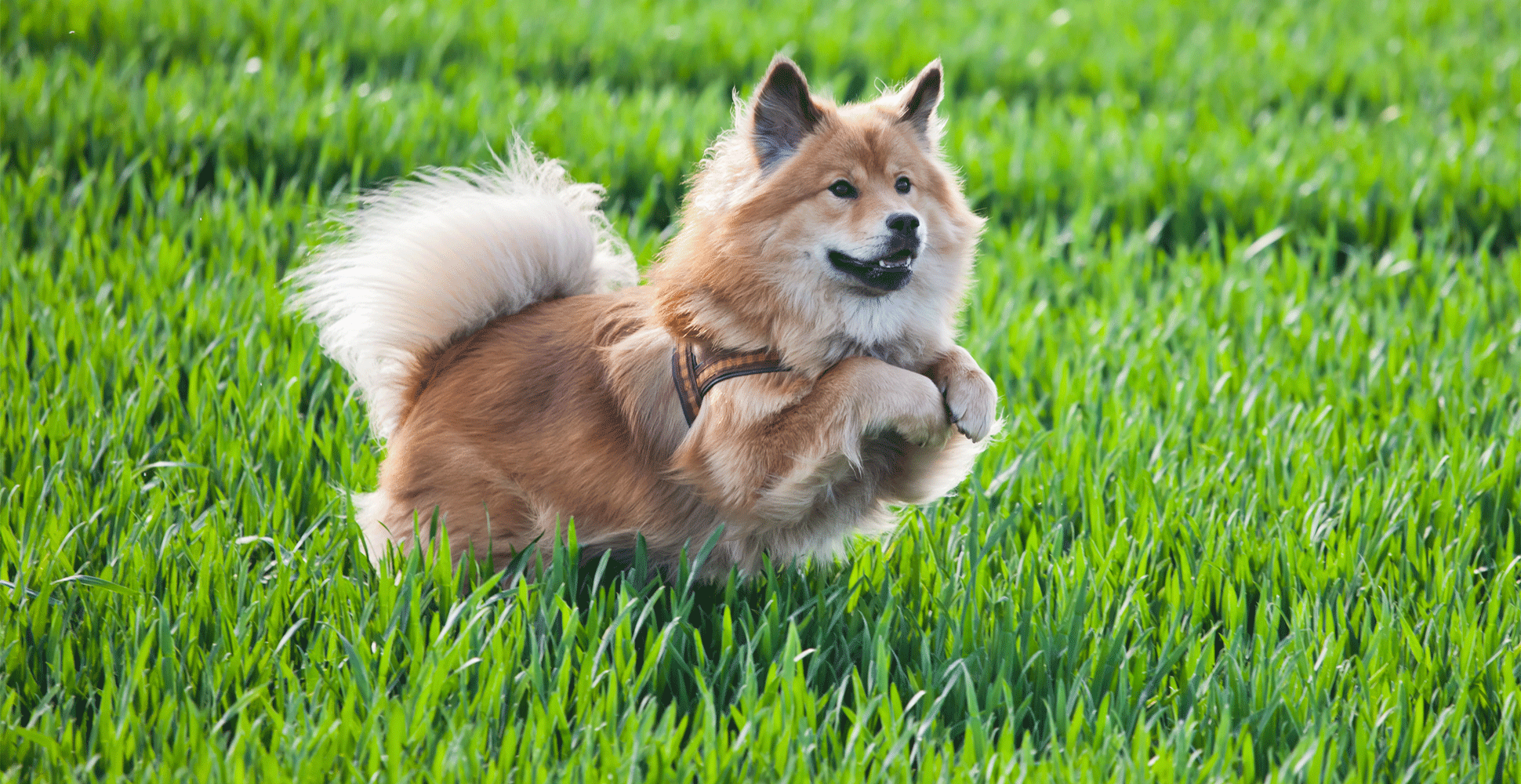 Elo Dog Breed Information Breed Advisor