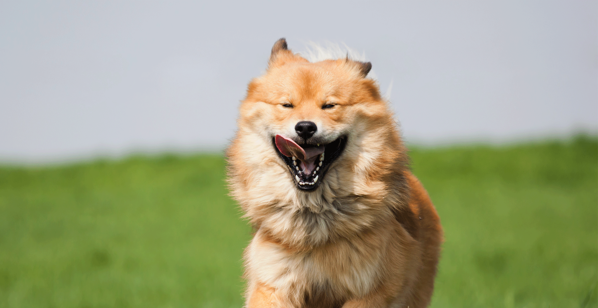 Elo Dog Breed Information Breed Advisor