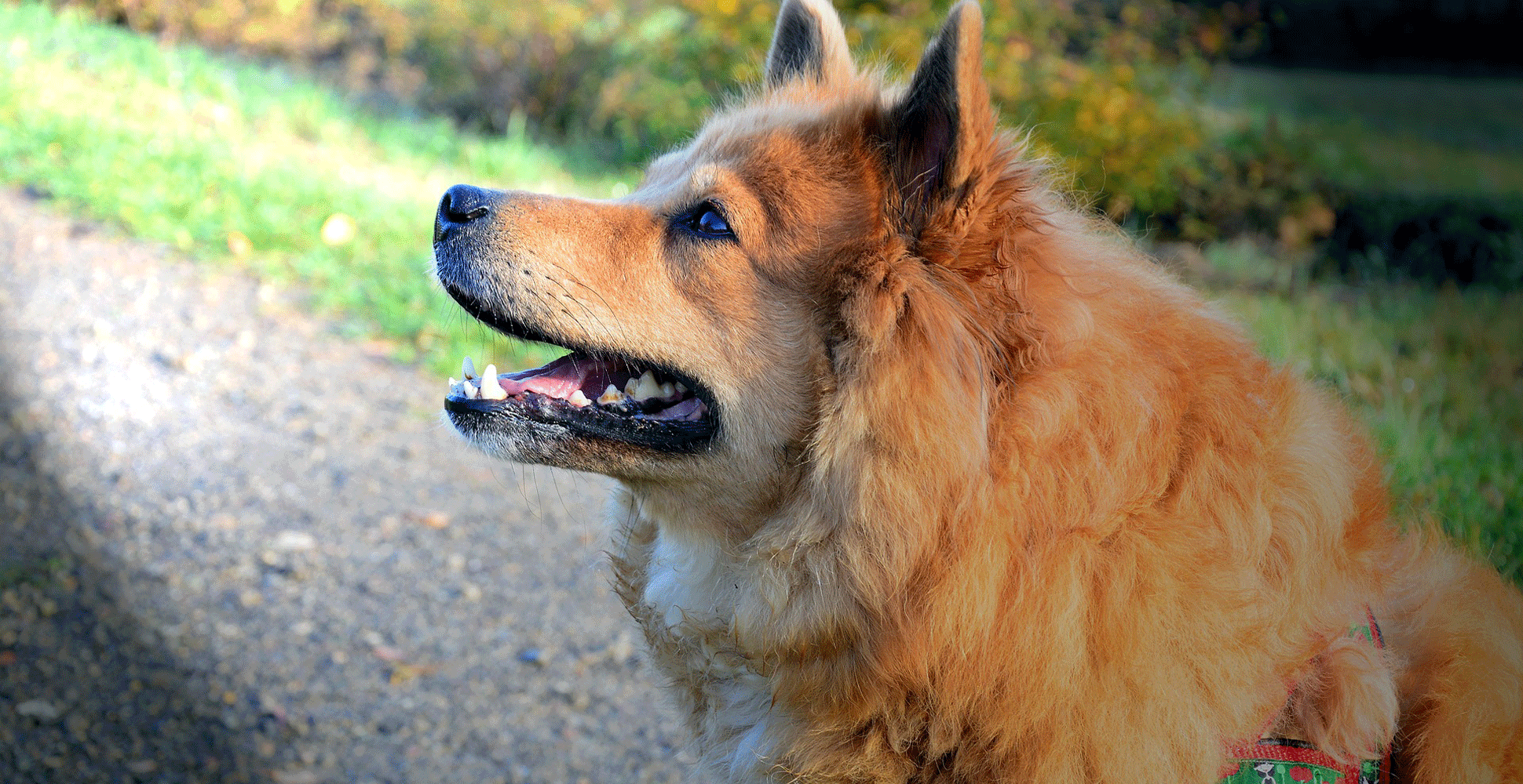 Elo Dog Breed Information Breed Advisor