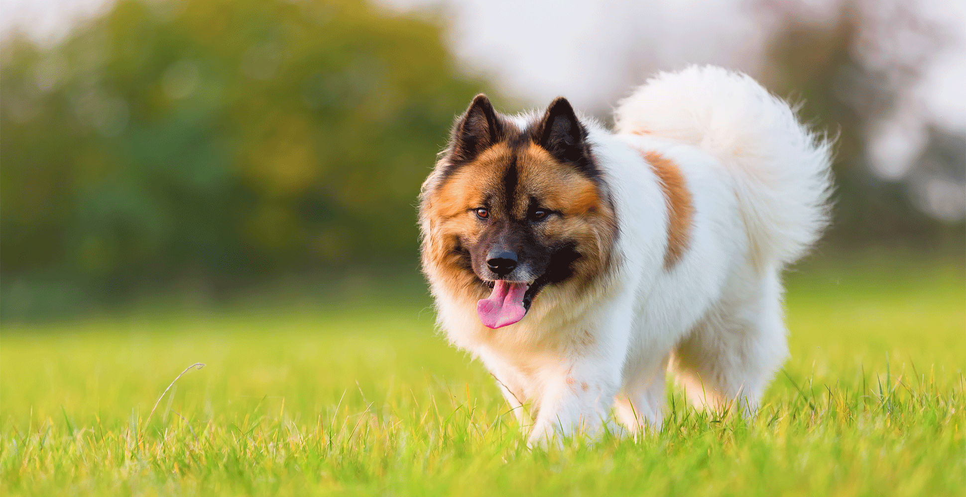 Elo Dog Breed Information Breed Advisor