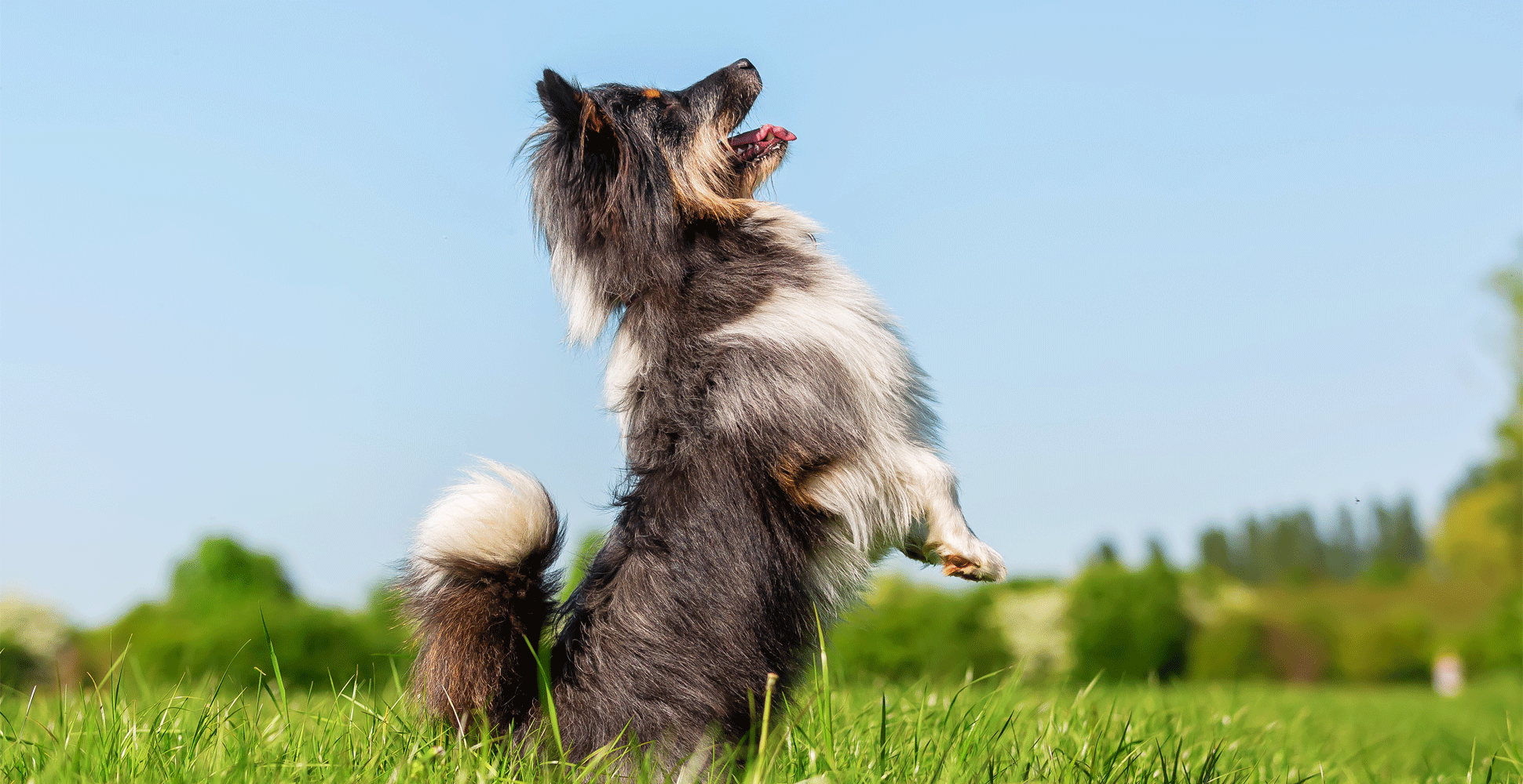 Elo Dog Breed Information Breed Advisor