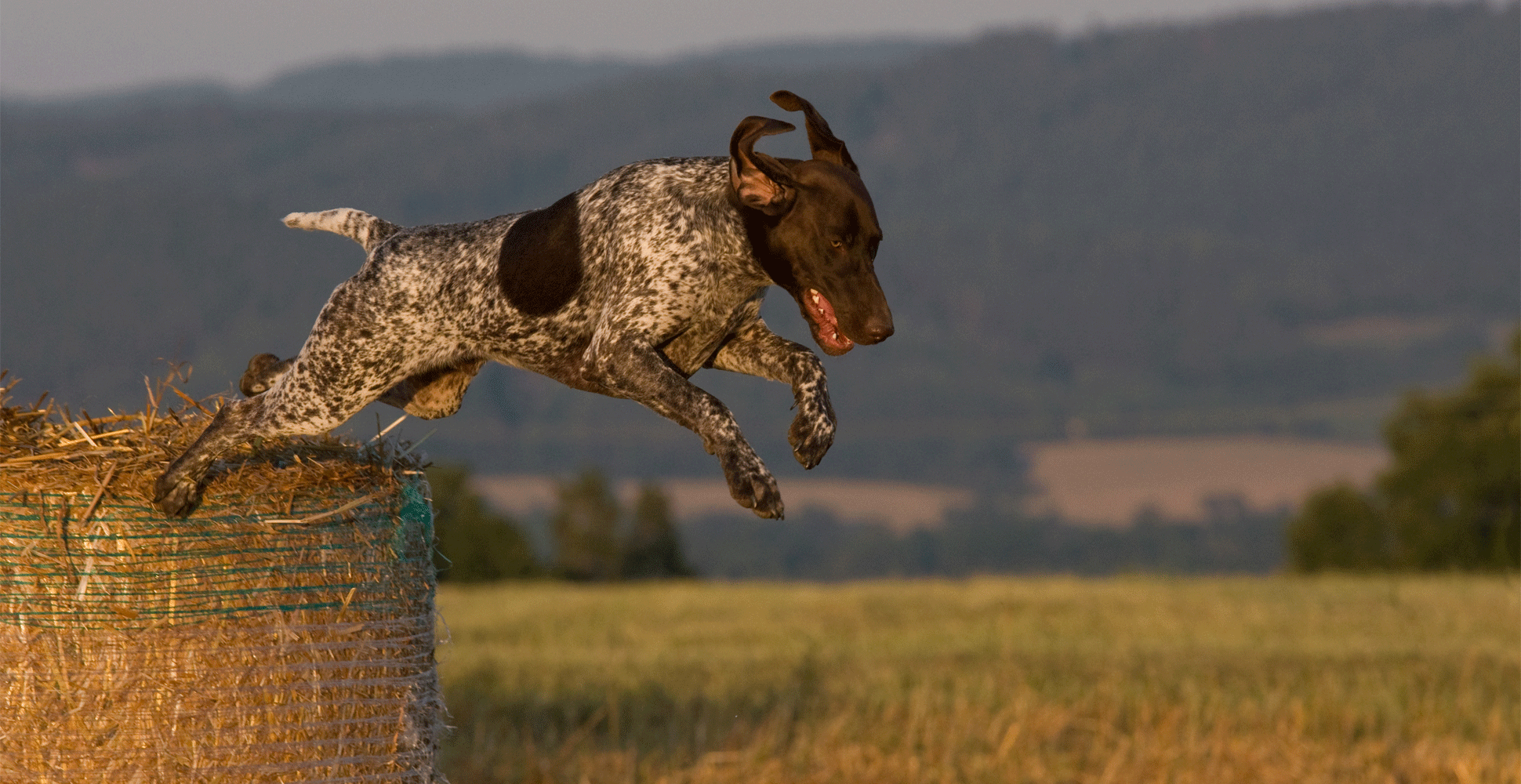 German Shorthaired Pointer Guide (Breed Characteristics)